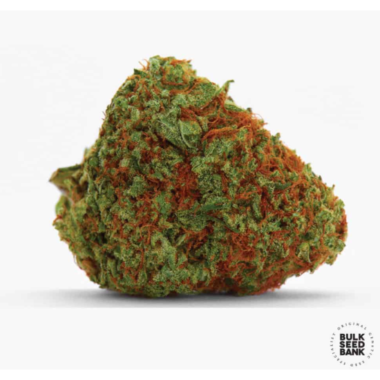 ORIGINAL ORANGE BUD